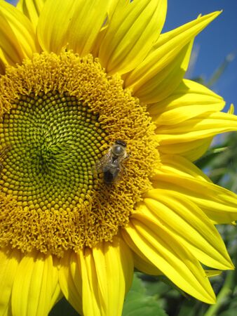 The Bee is sitting on the sunflower. Protect of natural environmentの写真素材