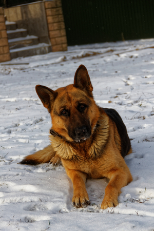 Dog in the snowの写真素材