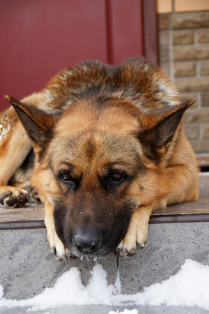 sad shepherdの写真素材