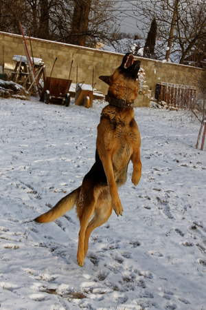 dog jumpingの写真素材
