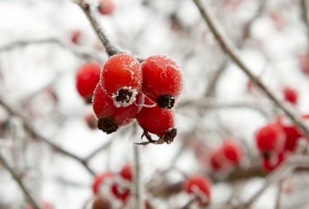 Red rosehip berries in winter frost closeup
