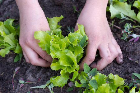 The girl is planting a saladの写真素材