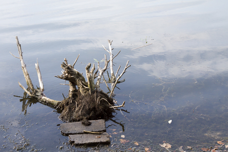 Big snag in the lake macro wood treeの写真素材