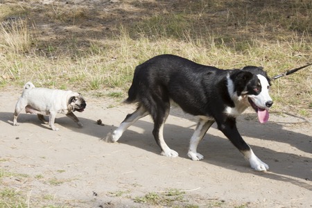 Big dog and little dog