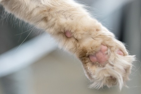 The cat's paw. close-upの写真素材