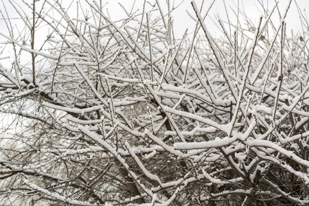 Snow-covered branches of a bushの写真素材