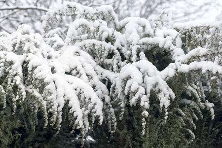 Green branches covered by snowの写真素材