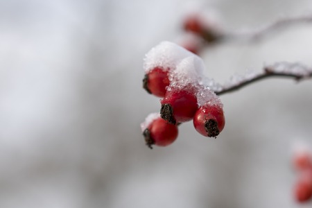 Red rose-hips macro in winter under frost in the coldの写真素材