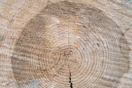 The structure of the tree on the cross-sectionの写真素材