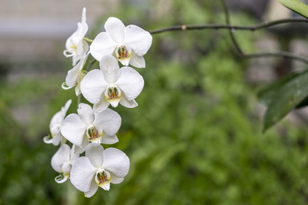 White orchid flowers in the garden against the background of green leaves, close-upの写真素材