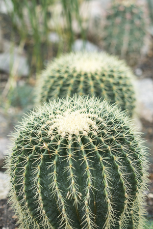 Two round large cactus