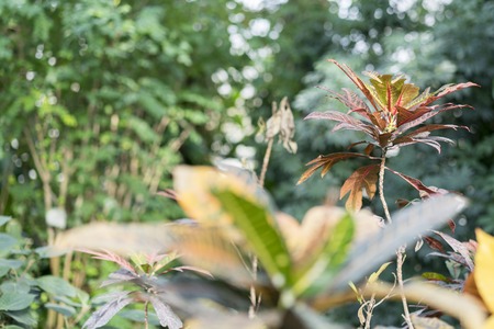 Croton with pustrous leaves in the garden