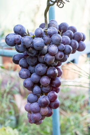 Ripe bunch of grapes of violet colorの写真素材