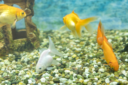 Goldfish in the aquarium on the background of a stone castle.の写真素材