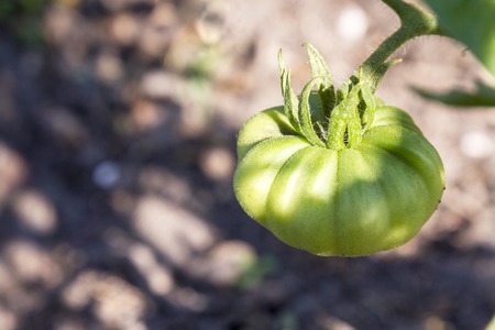 Big green tomato on a close-up of a garden.の写真素材