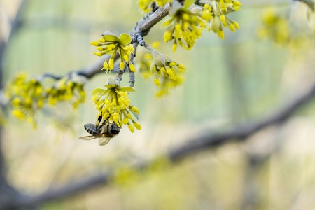 bee pollinating yellow wild flowers orizontal photo.の写真素材