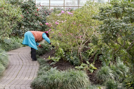A middle-aged woman working in a spring garden.の写真素材