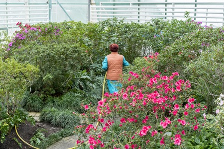 An elderly woman is showering flowers in the garden with a hose.の写真素材