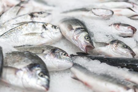 fresh chilled sea fish on ice. Fresh fish from the sea to the market displayed on a thick bed of fresh ice that is not melting to retain its natural flavor and its natural appearance.の写真素材