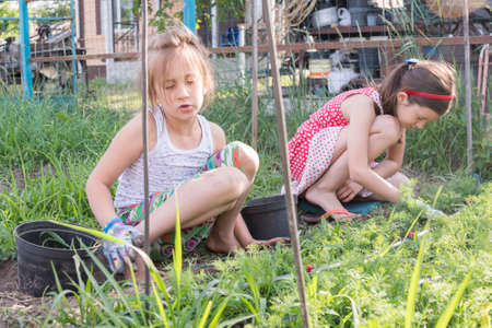 Closeup image of two teenage girls weeding garden bed. Female Gardening Weeding Weed Plants Grass In...