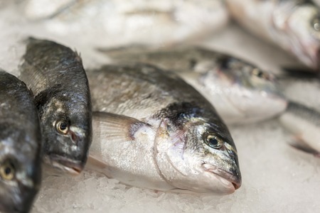 Fresh chilled sea fish on ice. Fresh fish from the sea to the market displayed on a thick bed of fresh ice that is not melting to retain its natural flavor and its natural appearanceの写真素材