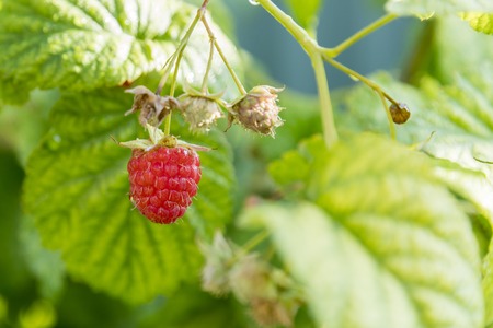 Close up view of a ripe red raspberry fruit in a gardenの写真素材