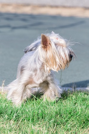 hire Terrier posing an grass. Yorkie Dog.の写真素材