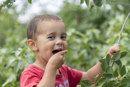 A happy little boy eats berries from a bush.の写真素材