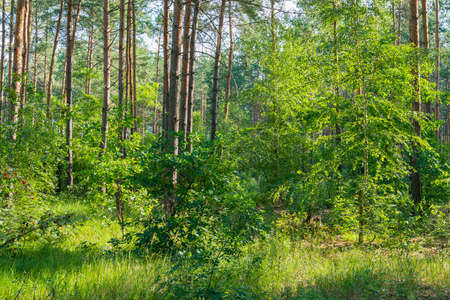 Beautiful nature at morning in the misty spring forest with sun rays. Forest with Sun-Rays.の写真素材