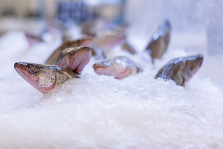 pike perch in the ice in the store.の写真素材
