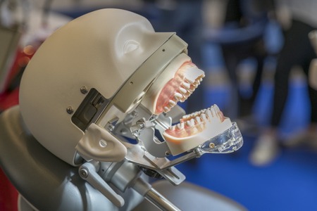 Layout of a human skull with open jaw. The layout of the human jaw.の写真素材