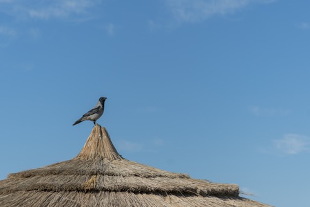 Crow on the thatched roof.の写真素材