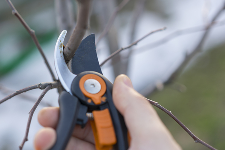 pruning with pruning shears in spring. Gardener pruns the fruit trees by pruner shears. Farmer hand with garden secateurs on natural green backgroundの写真素材