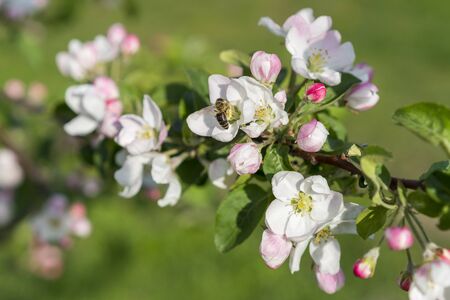 Honey bee pollinating apple blossom. The Apple tree blooms. Spring flowers.の写真素材