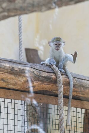 Adorable face of baby asian monkey. Young monkey sitting on an old log. vertical photo.