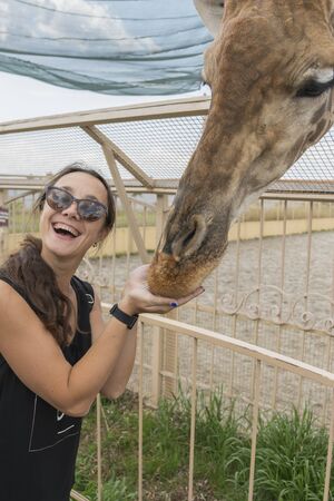 Happy young woman watching and feeding giraffe in zoo. Young attractive tourist woman feeds cute giraffe. The concept of trust and friendship. vertical photo.の写真素材