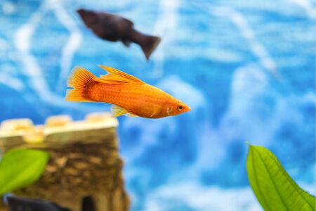 Tropical colorful fishes swimming in aquarium with plants. Goldfish, Carassius auratus, captive....