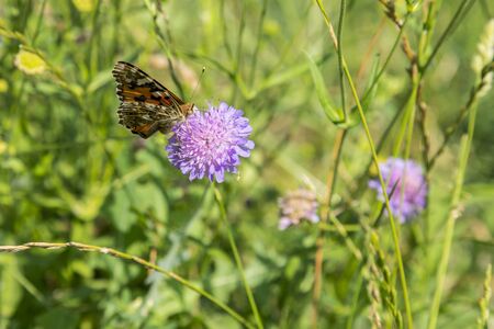 Butterfly on a purple flower on the field. close up.の写真素材