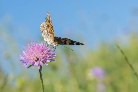 Butterfly on a flower in a field. Butterfly On Grass Field With Warm Light. close up. Against the...