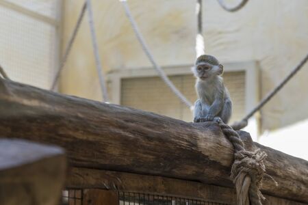 Adorable face of baby asian monkey. Young monkey sitting on an old log. Animal care concept. Baby animals. The concept of animal welfare. Funny monkey.の写真素材