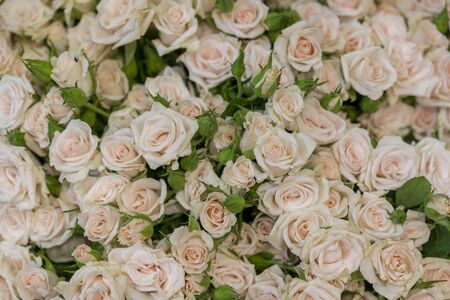 Beige roses background. White roses horizontal seamless pattern. White roses arrangement. A huge bouquet of beige rosesの写真素材