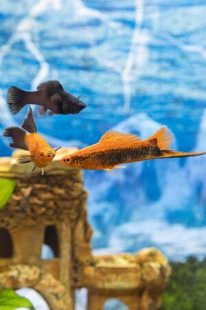 Tropical colorful fishes swimming in aquarium with plants. Goldfish, Carassius auratus, captive. Fish in the aquarium. vertical photo.の写真素材
