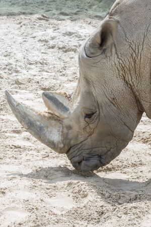 Close up portrait of rhino, profile. Rhino in the dust and clay walks. close-up. vertical photo.