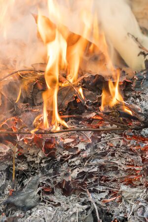 Burning leaves. Fire in the forest. Harmful smoke from burning leaves. vertical photo.
