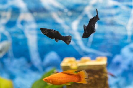 Tropical colorful fishes swimming in aquarium with plants. Goldfish, Carassius auratus, captive....