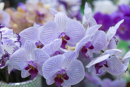 Purple orchid. Fresh flowers close-up.の写真素材