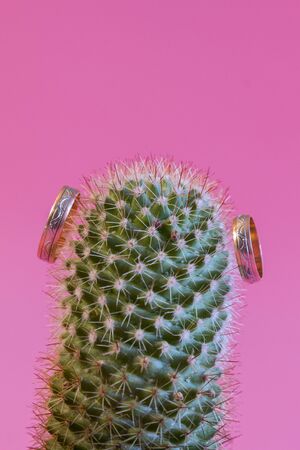 Two golden wedding rings on a cactus. Selective focus. Summer wedding concept. Romantic wedding ring on Cactus and pink background selective focus . Unhappy love concept. vertical photo.の写真素材