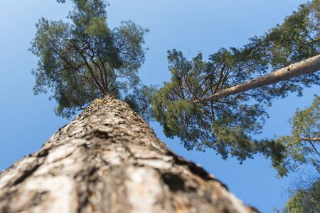 High Pine in the Forest. Close-up of a tree. The bark of a tree close up. Tree trunk view from...