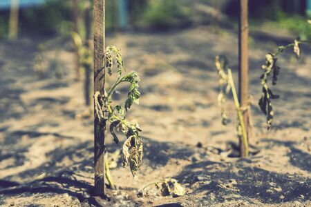 The dried bush of a tomato. The plant withered from lack of water. World Drought. wilted pot plant....