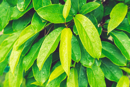 green leaves after rain. Water drop on a leaf after rain. Natural background of leaves of lilies of the valley, the pattern of green leaves with water drops after rain in spring. tonedの写真素材